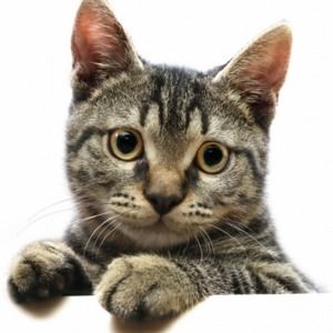 Meet your Posher, Liza